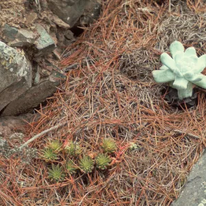 Dudleya cedrosensis, Isla de Cedros