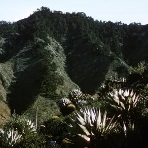 Isla de Cedros