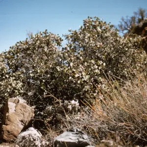 Rhus lentii, Isla de Cedros