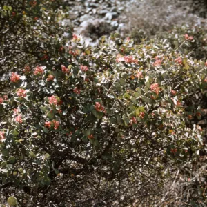 Rhus lentii, Isla de Cedros