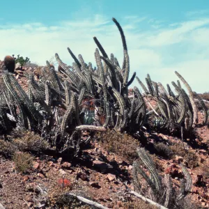 Machaerocereus gummosus, Isla de Cedros