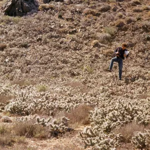 Opuntia prolifera catus on Isla Natividad 