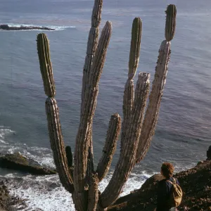 Pachycereus pringlei (Cardón), Isla Natividad