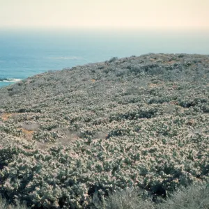 Opuntia (Prickly-pear), Natividad Island