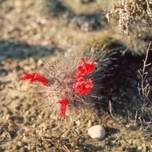 Cochemiea flowers