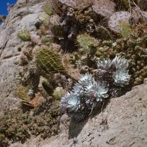 Dudleya candida, Opuntia prolifera, Opuntia littoralis, South Coronados Island