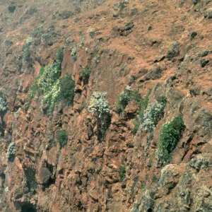 steep cliff with hanging plants, Guadalupe Island