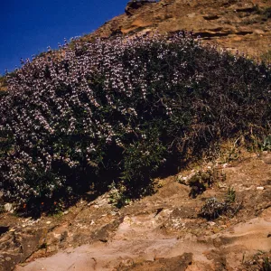 Salvia brandegeei (Brandegees Sage), Santa Rosa Island