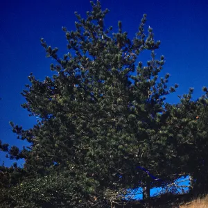 Pinus muricata, head of Sauces canyon, Santa Cruz Island