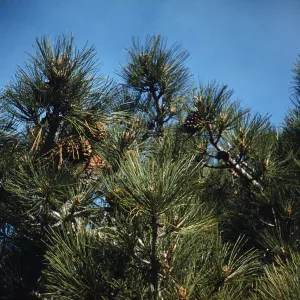 cones of Torrey Pine, Santa Rosa Island