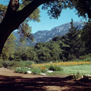 Meadow 1940s-1950s