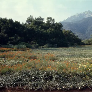 Botanic Garden Meadow, (Meadow 1940s-1950s)