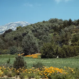 SBBG Meadow, (Meadow 1940s-1950s)