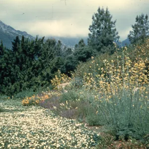 (Meadow 1940s-1950s)