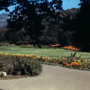 SBBG Meadow, (Meadow 1940s-1950s)