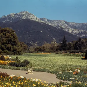 Meadow of Fragaria chiloensis, strawberry Meadow, view to La Cumbre Peak