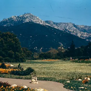 strawberry Meadow, (Meadow 1940s-1950s)