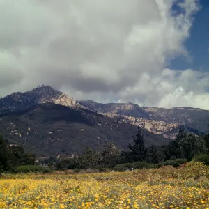 SBBG Meadow, (Meadow 1940s-1950s)