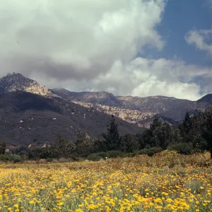 SBBG Meadow, (Meadow 1940s-1950s)