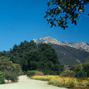 SBBG Meadow and Meadow Oaks, (Meadow 1940s-1950s)