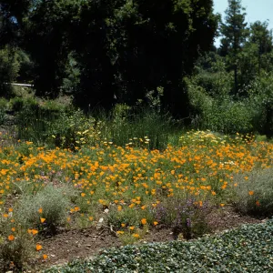 Meadow 1940s-1950s