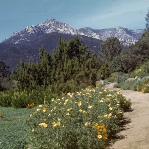 eastern edge of Meadow, Blazing star, california poppies, Coreopsis maritima