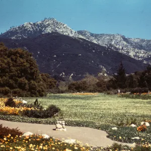 SBBG strawberry Meadow in bloom