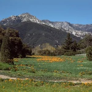 Meadow with first Strawberry flowers