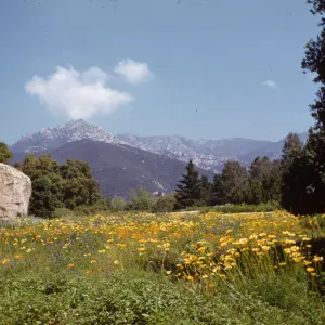 Botanic Garden Meadow and mountain view