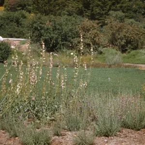 Meadow border