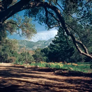 view of the Meadow and the Santa Ynez Mountains from under the Meadow Oaks