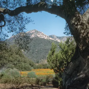 Meadow and Santa Ynez Mountain view