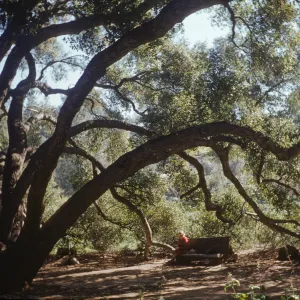 person seated on a wood bench under the meadow oaks (Coastal Live Oak)