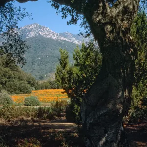 Meadow and Santa Ynez Mountain view
