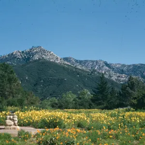 Meadow; (Meadow 1940s-1950s)