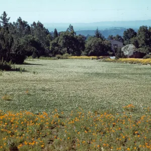 Strawberry Meadow, view to the ocean (1940s-1950s)