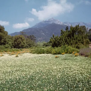 Wild Strawberry blooming in the Meadow (1940s-1950s)