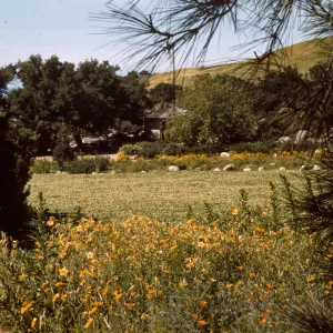 Meadow 1940s-1950s