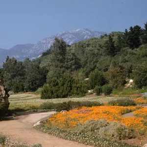 Meadow (Meadow 1940s-1950s)