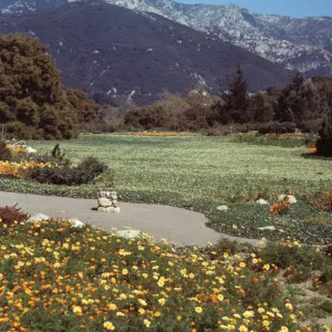 Meadow