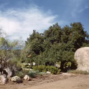 grading the new Desert Section (old parking lot) adjacent to the Blaskley Boulder