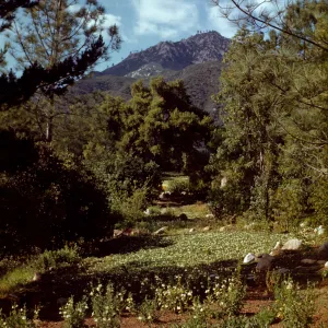 Meadow and mountain view from Old Island Section, 1945