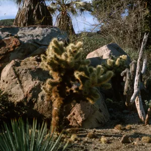 Opuntia (Prickly-pear) cactus in Desert Section