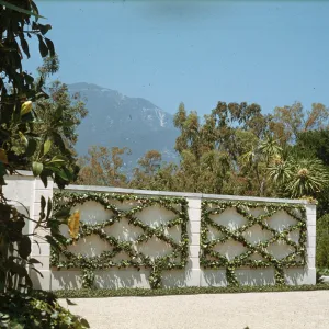 Palme Garden, Santa Barbara