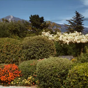 formal hedge garden with pergola