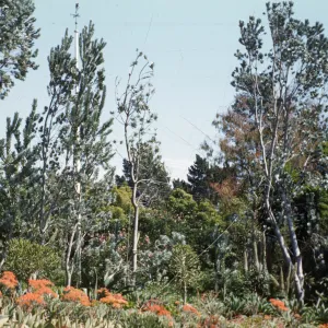 Amy Du Pont Gardens, Santa Barbara
