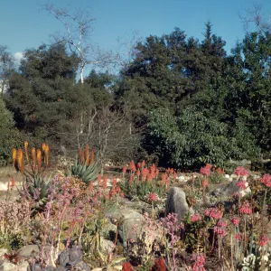 Bernard Hoffman's Garden, succulents, cacti