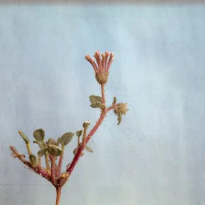 Abronia pogonantha