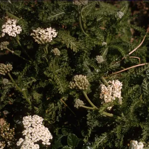 Achillea borealis ssp californica