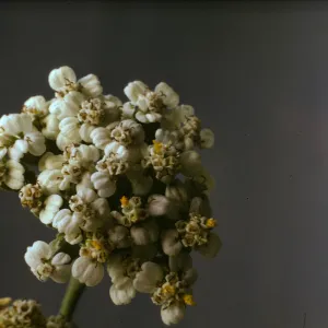 Achillea lanulosa